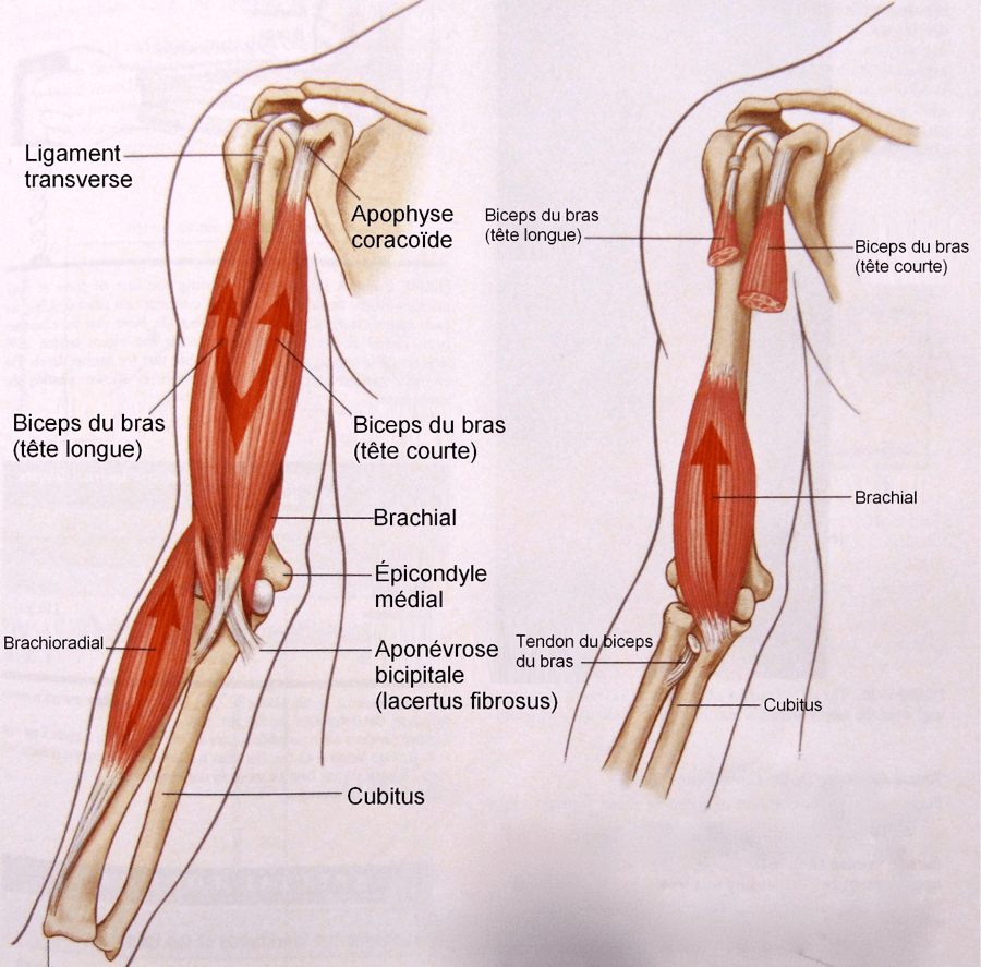 anatomie biceps