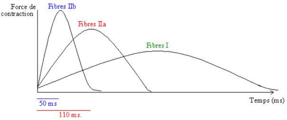 Fibres lentes et fibres rapides