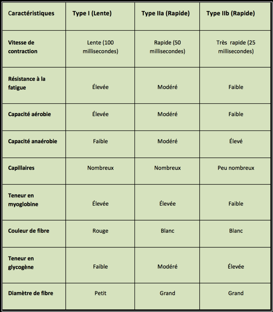 Fibres lentes et fibres rapides