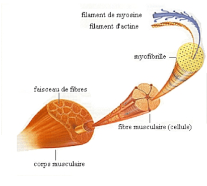 Fibres lentes et fibres rapides